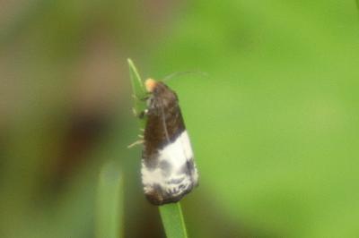 <i>Notocelia cynosbatella</i>