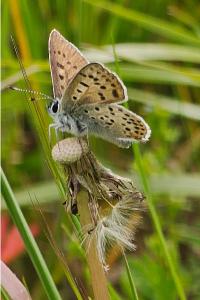 <i>Lycaena tityrus</i>