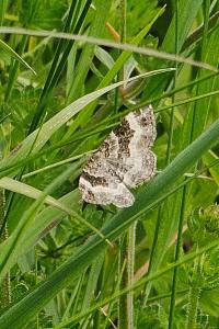 <i>Epirrhoe alternata</i>