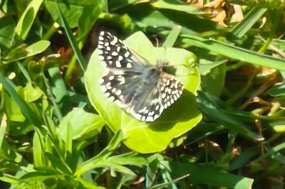 <i>Pyrgus malvae</i>