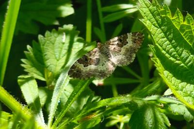 <i>Epirrhoe alternata</i>