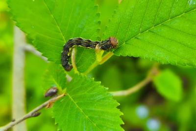 <i>Erannis defoliaria</i>
