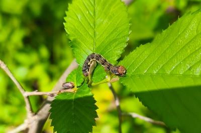 <i>Erannis defoliaria</i>