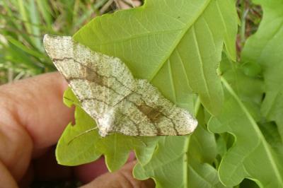 <i>Adactylotis contaminaria</i>