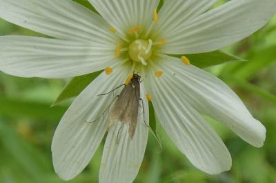 <i>Coleophora lutarea</i>