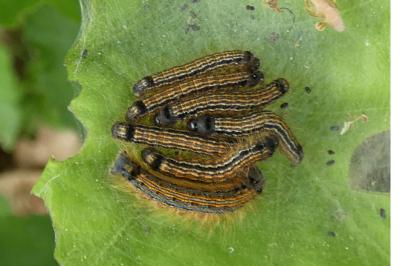 <i>Malacosoma neustria</i>