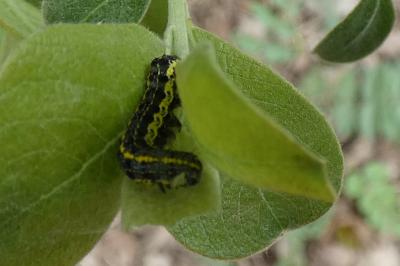 <i>Orthosia miniosa</i>