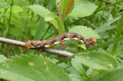 <i>Erannis defoliaria</i>