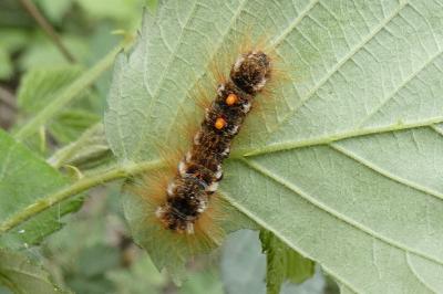 <i>Euproctis chrysorrhoea</i>