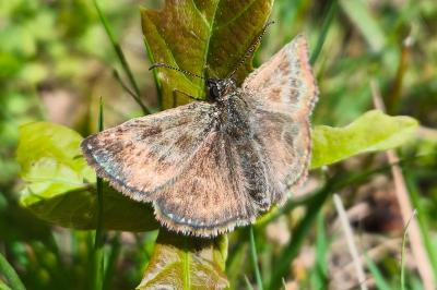 <i>Erynnis tages</i>
