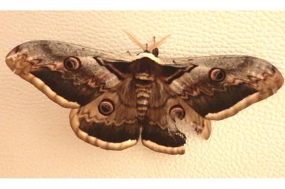 <i>Saturnia pyri</i>