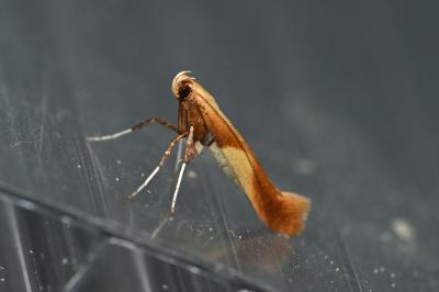 <i>Caloptilia</i>