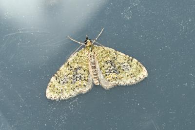 <i>Acasis viretata</i>