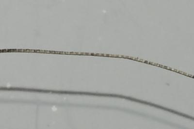 <i>Nematopogon</i>