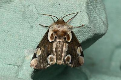 <i>Thyatira batis</i>