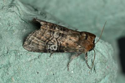 <i>Tethea ocularis</i>