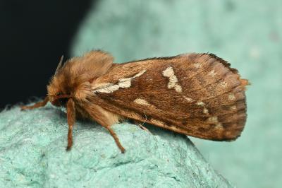 <i>Korscheltellus lupulinus</i>