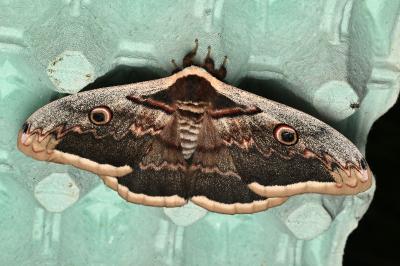 <i>Saturnia pyri</i>