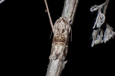 <i>Calophasia lunula</i>