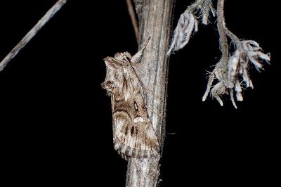 <i>Calophasia lunula</i>