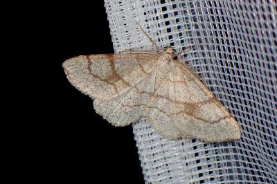 <i>Adactylotis contaminaria</i>