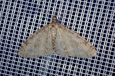 <i>Trichopteryx carpinata</i>