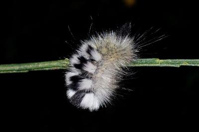 <i>Gynaephora fascelina</i>