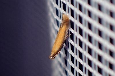 <i>Coptotriche marginea</i>