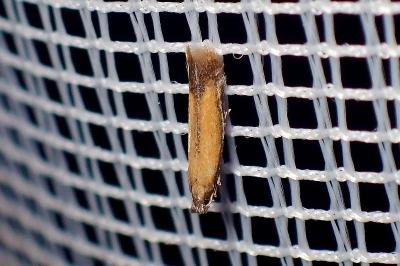 <i>Coptotriche marginea</i>