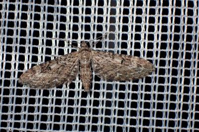 <i>Eupithecia nanata</i>