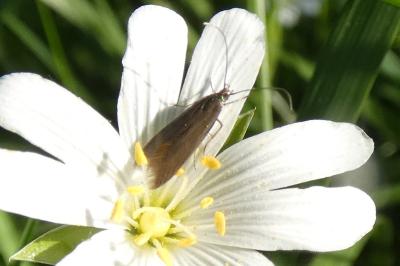 <i>Coleophora lutarea</i>