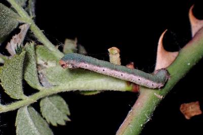 <i>Earophila badiata</i>