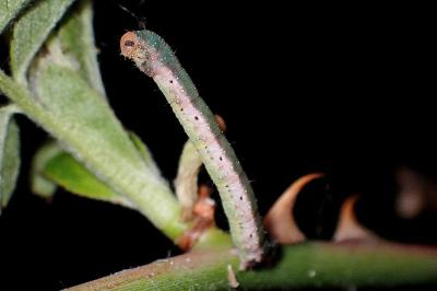 <i>Earophila badiata</i>