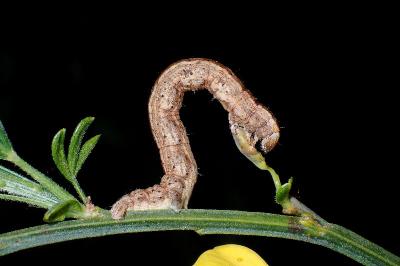 <i>Ematurga atomaria</i>