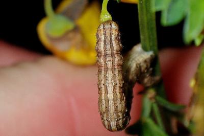 <i>Ematurga atomaria</i>