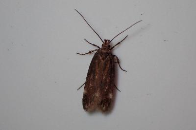 <i>Aroga velocella</i>