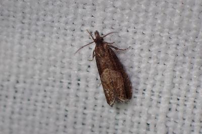 <i>Dichrorampha acuminatana</i>