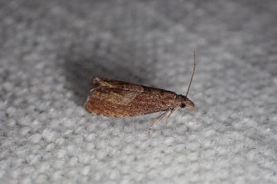 <i>Dichrorampha acuminatana</i>