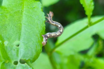 <i>Colotois pennaria</i>