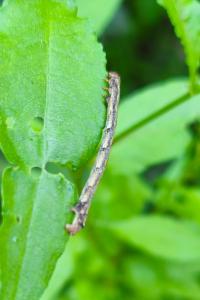 <i>Colotois pennaria</i>