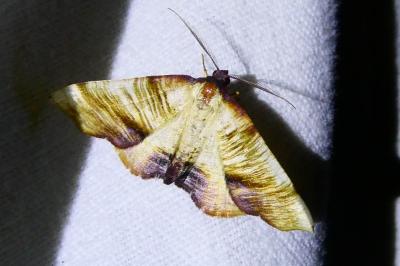 <i>Plagodis dolabraria</i>