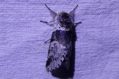 <i>Furcula bifida</i>