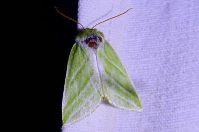 <i>Pseudoips prasinanus</i>