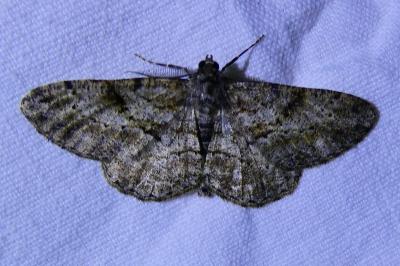 <i>Peribatodes rhomboidaria</i>