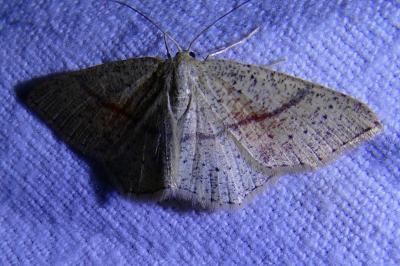 <i>Cyclophora punctaria</i>