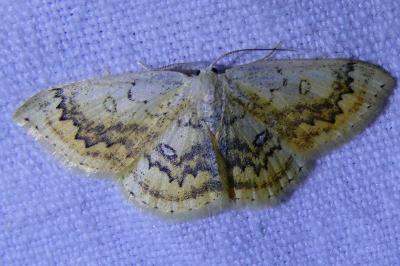 <i>Cyclophora annularia</i>