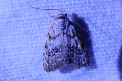 <i>Nola confusalis</i>