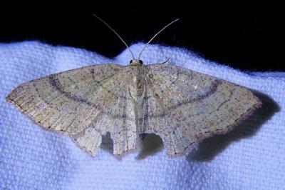 <i>Cyclophora punctaria</i>