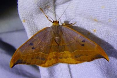 <i>Watsonalla binaria</i>