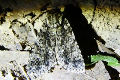 <i>Acronicta rumicis</i>